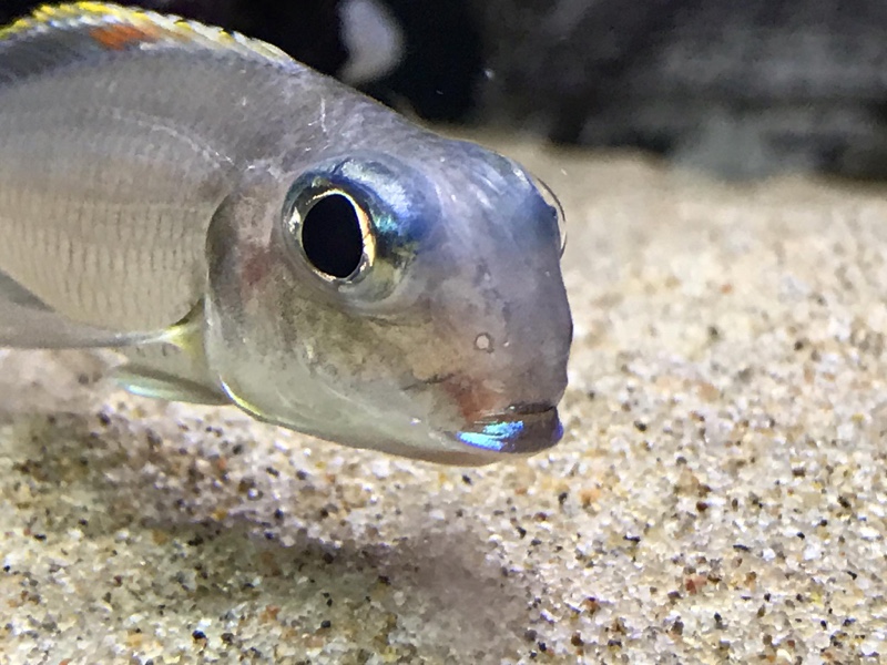Xenotilapia nigrolabiata 'Chituta Bay'